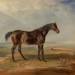 Dr. Syntax, a Bay Racehorse, Standing in a Coastal Landscape, an Estuary Beyond